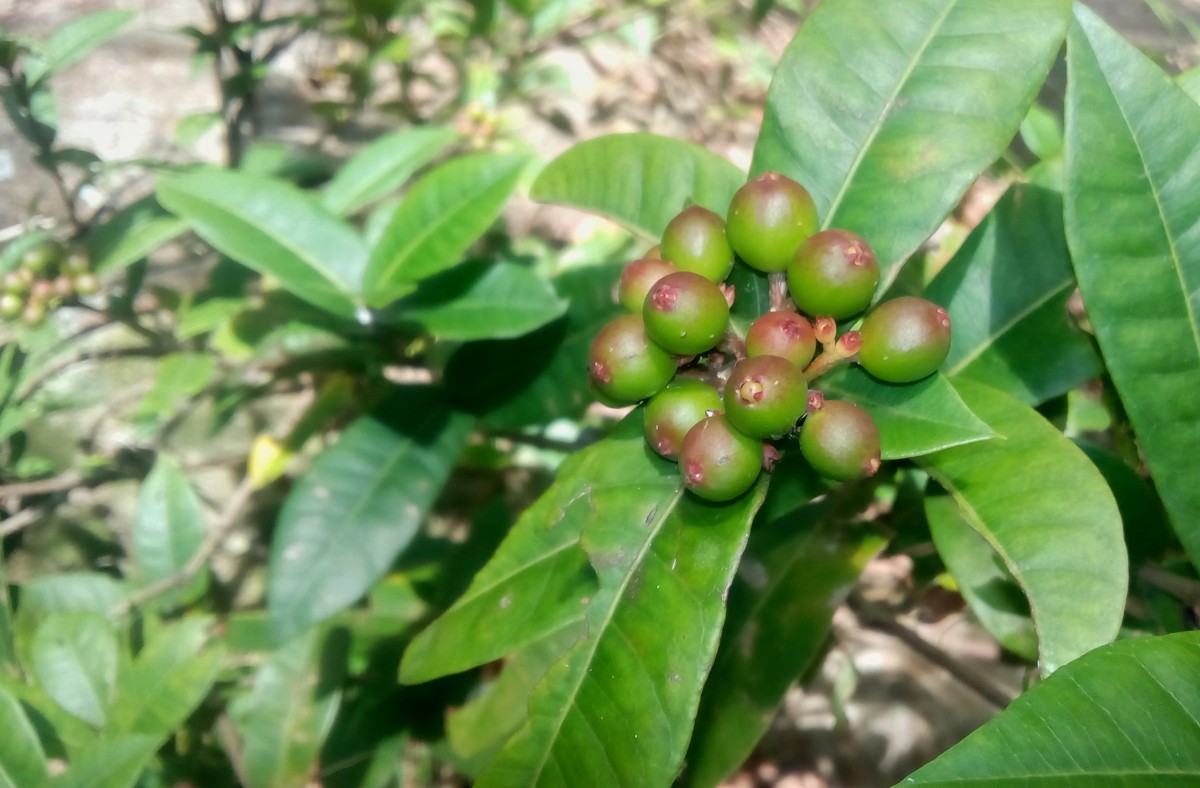 Ixora coccinea L.